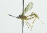  (Polycyrtus triangularisDHJ02 - INB0003948900)  @12 [ ] Copyright (2011) R.Zuniga INBio