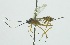  (Polycyrtus triangularisDHJ01 - INB0003949895)  @12 [ ] Copyright (2011) R.Zuniga INBio