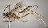  (Polycyrtus maculatus - INB0003949923)  @15 [ ] Copyright (2010) Ronald Zuniga Unspecified