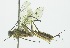  ( - INB0003952938)  @13 [ ] Copyright (2011) R.Zuniga INBio