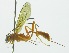  (Polycyrtus isidroiDHJ04 - INB0003953017)  @13 [ ] Copyright (2011) R. Zuniga INBio