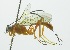  (Polycyrtus xanthocarpus - INB0003953018)  @14 [ ] Copyright (2011) R. Zuniga INBio