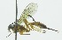  (Polycyrtus univittatus - INB0003953083)  @14 [ ] Copyright (2011) R.Zuniga INBio