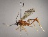  (Polycyrtus donzoi - INB0003959020)  @12 [ ] Copyright (2010) Ronald Zuniga Unspecified