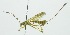  (Epirhyssa frohbergi - INB0003959762)  @12 [ ] Copyright (2011) R. Zuniga Unspecified