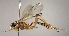  ( - INB0003970081)  @11 [ ] Copyright (2010) Ronald Zuniga Unspecified