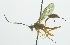  (Polycyrtus erythrosternus - INB0003973398)  @13 [ ] Copyright (2011) R. Zuniga INBio