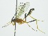  (Polycyrtus wilsoniRZ01 - INB0003983289)  @13 [ ] Copyright (2011) R.Zuniga INBio