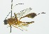  (Polycyrtus tinctipennisRZ01 - INB0003995943)  @13 [ ] Copyright (2011) R.Zuniga INBio