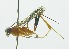  (Polycyrtus condilobus - INB0003995949)  @13 [ ] Copyright (2011) R. Zuniga INBio