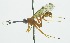 (Polycyrtus tinctipennis - INB0003995965)  @13 [ ] Copyright (2011) R.Zuniga INBio