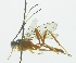  (Polycyrtus dahianae - INB0003995994)  @14 [ ] Copyright (2011) R. Zuniga INBio