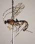  ( - INB0004022584)  @12 [ ] Copyright (2010) Ronald Zuniga Unspecified