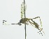  (Polycyrtus triangularis - INB0004196581)  @14 [ ] Copyright (2011) R. Zuniga Unspecified