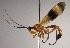  ( - INB0004201231)  @12 [ ] Copyright (2010) Ronald Zuniga Unspecified