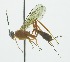  (Polycyrtus tibulifera - INB0004228955)  @13 [ ] Copyright (2011) R.Zuniga INBio