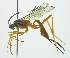  (Polycyrtus trichomus - INB0004245562)  @12 [ ] Copyright (2011) R.Zuniga INBio