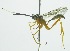  (Polycyrtus copularis - INB0004246026)  @12 [ ] Copyright (2011) R. Zuniga Unspecified