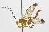  (Epirhyssa porteri - INB0004259739)  @14 [ ] Copyright (2011) R. Zuniga INBio