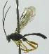  (Xanthopimpla auritaDHJ02 - INB0004276894)  @13 [ ] Copyright (2011) R. Zuniga INBio