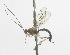  (Hymenoepimecis tedfordiRZ14 - INB0004277257)  @12 [ ] Copyright (2011) R. Zuniga INBio