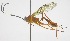  (Polycyrtus tinctipennisDHJ01 - INB0004277488)  @13 [ ] Copyright (2011) R. Zuniga INBio