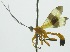  ( - INB0004277625)  @12 [ ] Copyright (2011) R. Zuniga INBio