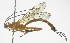  (Hymenoepimecis robertsaeRZ13 - INB0004284909)  @12 [ ] Copyright (2011) R. Zuniga INBio