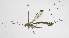  (Apechoneura longicauda - INB0004284912)  @13 [ ] Copyright (2011) R. Zuniga INBio