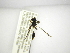  (Salpingogaster CR-11 - INB0003018868)  @12 [ ] Copyright (2012) M. Zumbado Instituto Nacional de Biodiversidad
