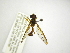  (Salpingogaster CR-4 - INB0003019725)  @13 [ ] Copyright (2012) M. Zumbado Instituto Nacional de Biodiversidad