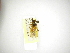  (Microdon tenuicaudus - INB0003029204)  @11 [ ] Copyright (2012) M. Zumbado Instituto Nacional de Biodiversidad