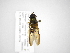  ( - INB0003051037)  @11 [ ] Copyright (2012) M. Zumbado Instituto Nacional de Biodiversidad