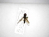  ( - INB0003061311)  @12 [ ] Copyright (2012) M. Zumbado Instituto Nacional de Biodiversidad