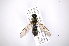  ( - INB0003072150)  @11 [ ] Copyright (2012) M. Zumbado Instituto Nacional de Biodiversidad