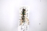  ( - INB0003072187)  @11 [ ] Copyright (2012) M. Zumbado Instituto Nacional de Biodiversidad
