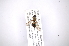  ( - INB0003073852)  @11 [ ] Copyright (2012) M. Zumbado Instituto Nacional de Biodiversidad