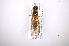 ( - INB0003142618)  @11 [ ] Copyright (2012) M. Zumbado Instituto Nacional de Biodiversidad