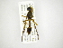  (Salpingogaster CR-5 - INB0003165957)  @13 [ ] Copyright (2012) M. Zumbado Instituto Nacional de Biodiversidad