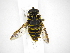  (Meromacrus zonatus - INB0003334832)  @14 [ ] Copyright (2012) M. Zumbado Instituto Nacional de Biodiversidad