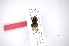  ( - INB0003359615)  @11 [ ] Copyright (2012) M. Zumbado Instituto Nacional de Biodiversidad