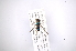  ( - INB0003369173)  @11 [ ] Copyright (2012) M. Zumbado Instituto Nacional de Biodiversidad