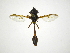  (Salpingogaster nigra - INB0003385447)  @14 [ ] Copyright (2012) M. Zumbado Instituto Nacional de Biodiversidad