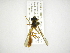  (Salpingogaster pygophora - INB0003873002)  @13 [ ] Copyright (2012) M. Zumbado Instituto Nacional de Biodiversidad