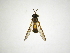  (Aristosyrphus samperi - INB0003944118)  @11 [ ] Copyright (2012) M. Zumbado Instituto Nacional de Biodiversidad