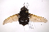  ( - INB0004238779)  @13 [ ] Copyright (2012) M. Zumbado Instituto Nacional de Biodiversidad