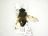  ( - INB0004289124)  @11 [ ] Copyright (2012) M. Zumbado Instituto Nacional de Biodiversidad