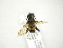  ( - INB0004289655)  @13 [ ] Copyright (2012) M. Zumbado Instituto Nacional de Biodiversidad