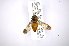  (Diachlorus jobbinsi - INB0004298469)  @13 [ ] Copyright (2012) M. Zumbado Instituto Nacional de Biodiversidad