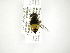  ( - INB0004304266)  @13 [ ] Copyright (2012) M. Zumbado Instituto Nacional de Biodiversidad